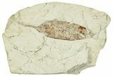 Miocene Fossil Leaf (Cinnamomum) - Augsburg, Germany #254168-1